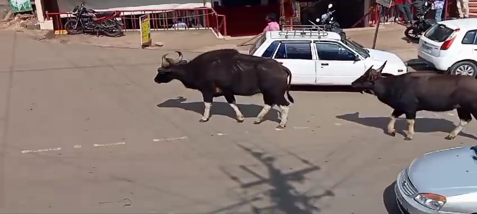 காட்டெருமை கூட்டத்தால் பொதுமக்கள் மற்றும் வாகன ஓட்டிகள் அச்சம்..