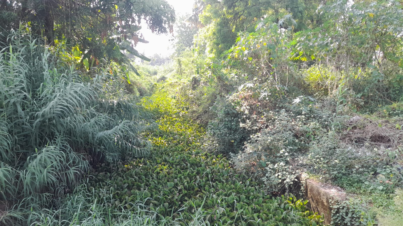 பாசன கால்வாயை தூர்வார விவசாயிகள் கோரிக்கை..,