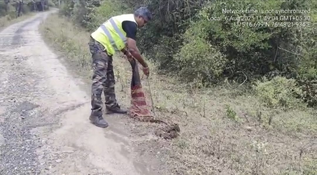 செங்கல் சூளையில் உலாவிய 11 அடி நீள பாம்பு!!