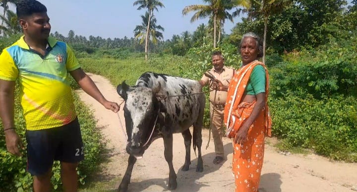 கழிவு நீர் கால்வாயில் விழுந்த சினை மாடு பத்திரமாக மீட்பு..,