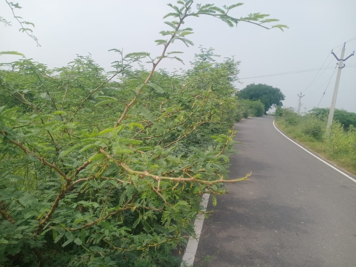 போக்குவரத்துக்கு இடையூறாக உள்ள மரங்களை அப்புறப்படுத்த கோரிக்கை..,