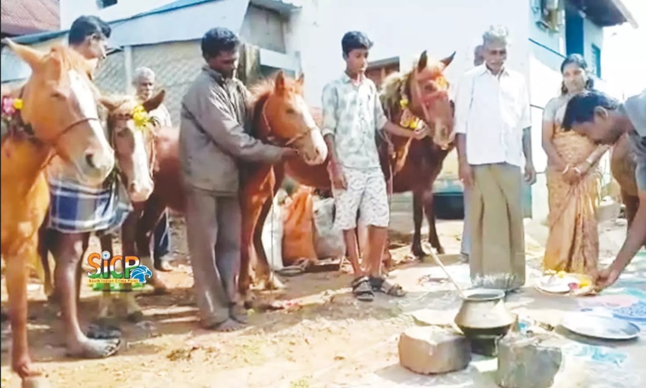 சிறுமலையில் கலை கட்டிய குதிரை பொங்கல்..,