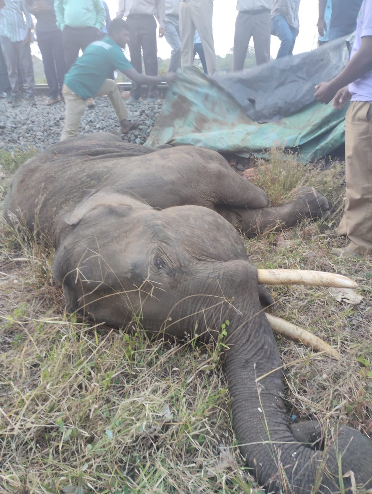 வட்டப்பாறை பகுதியில் ரயில் மோதி யானை பலி..,