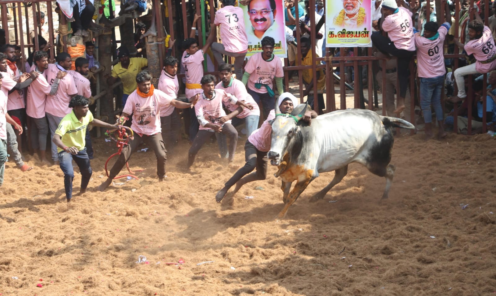 திண்டுக்கல் அருகே ஜல்லிக்கட்டு மாடு முட்டி ஒருவர் பலி..,