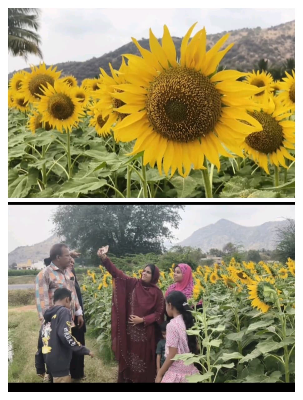 நக்கலப்பட்டி கிராமத்தில் சுமார் 5 ஏக்கர் சூர்யகாந்தி சாகுபடி..,