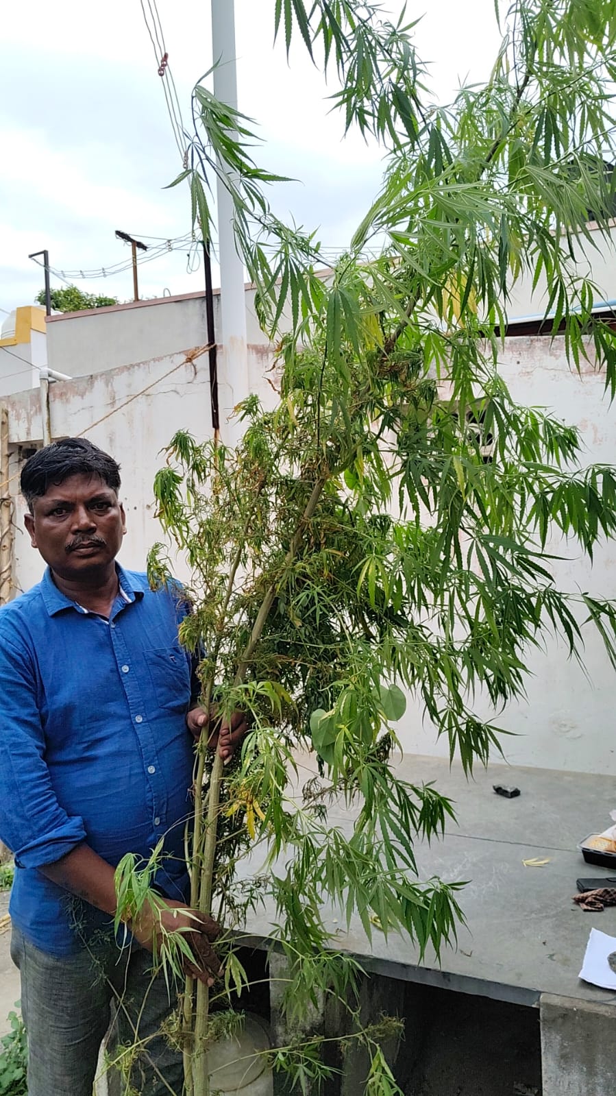 காய்கறி செடிகளுக்கு நடுவே கஞ்சா செடி வளர்த்த ஒடிசா வாலிபர் கைது..,