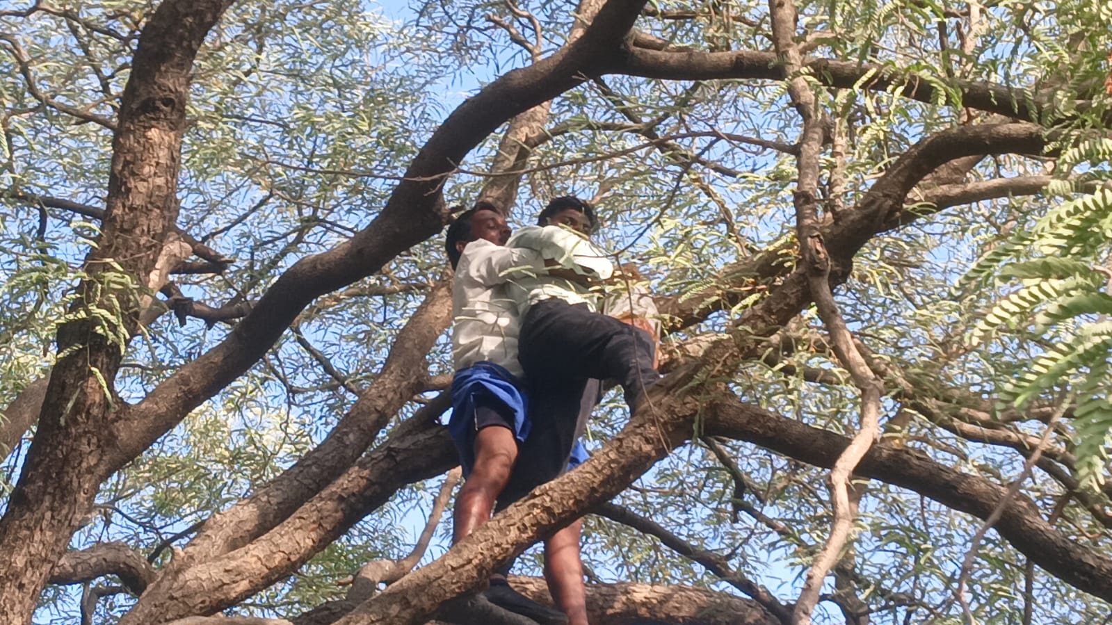 இளைஞர்கள் மண்ணெண்ணெய் கேனுடன் மரத்தின் மீது ஏறி தற்கொலை முயற்சி..,