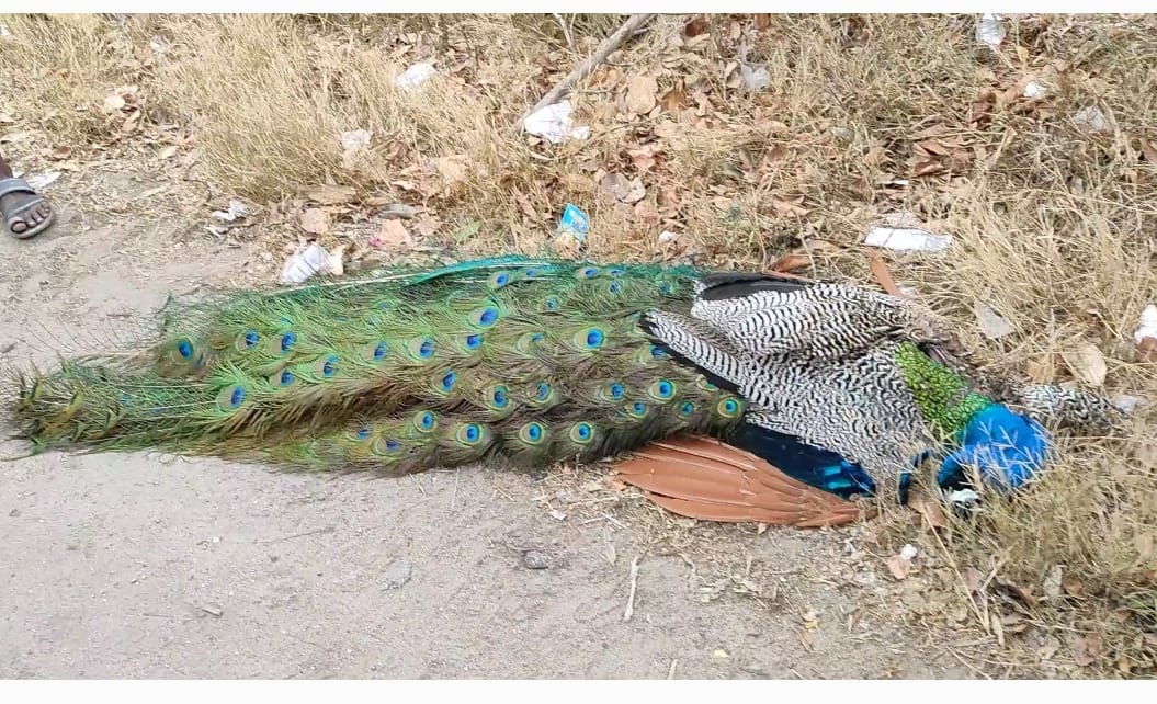 மின்மாற்றியில் ஏறி மின்சாரம் தாக்கி பலியான தேசியப் பறவை மயில் !!!